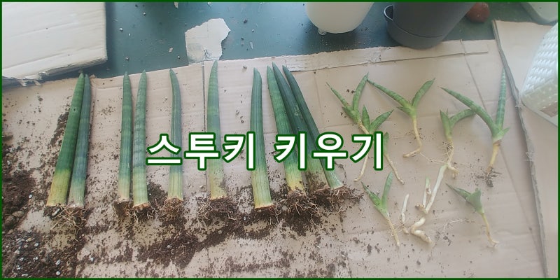 스투키 키우기 물주기 분갈이 그리고 효능