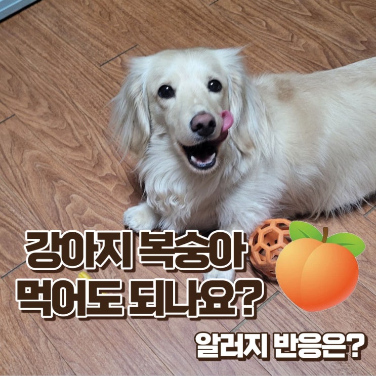  강아지 복숭아 먹어도 되나요?알러지 증상과 대처법