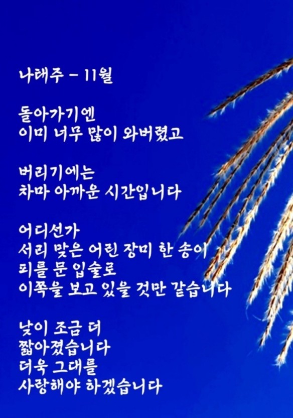  11월  - 나태주