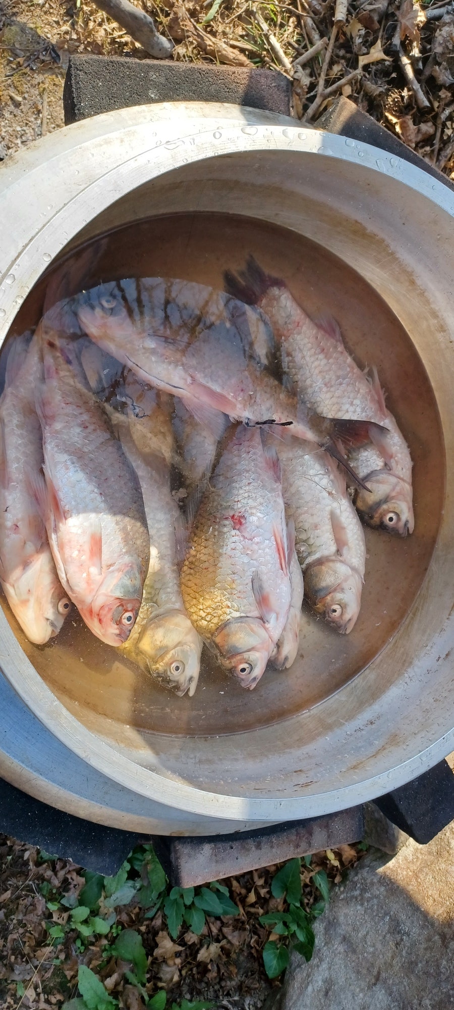 들풀 사진 1