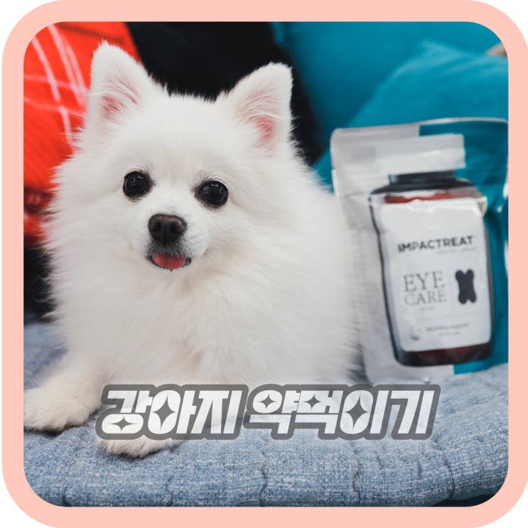  강아지 약먹이기 알약 가루약 먹이는 방법 현실 꿀팁