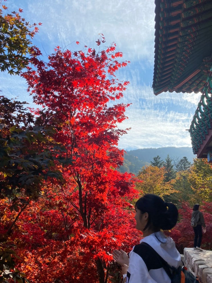  평창 오대산 / 상원사 비로봉 선재길 등산 최단코스, 홍천 은행나무숲 / 1박 2일 고즈넉한 단풍 여행 추천