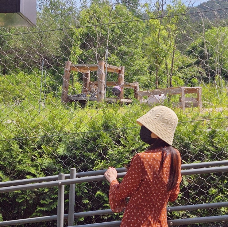 경북 봉화 여행 백두대간 생태수목원 트램타고 호랑이숲 국립백두대간수목원