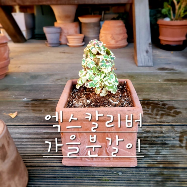  엑스칼리버 제라늄 가을분갈이