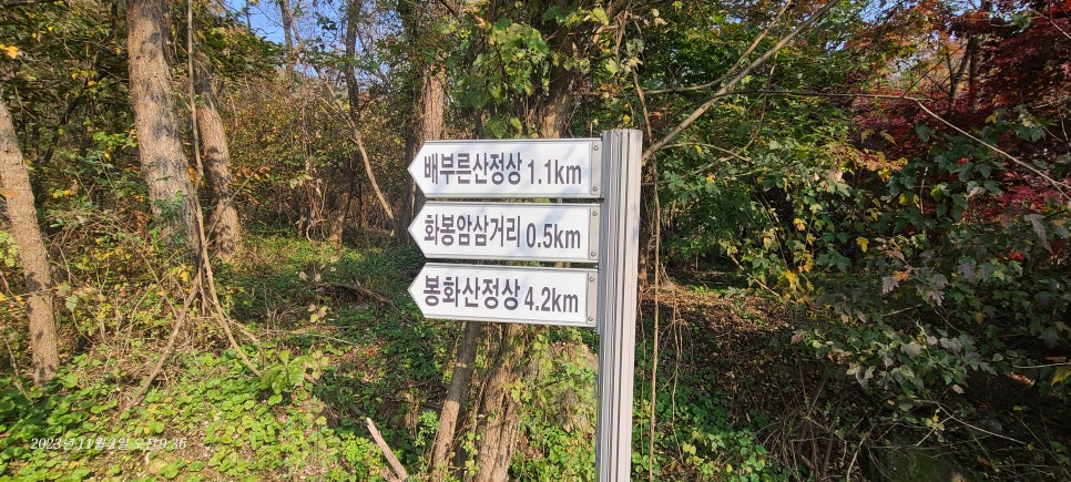 덤바우산 사진 4
