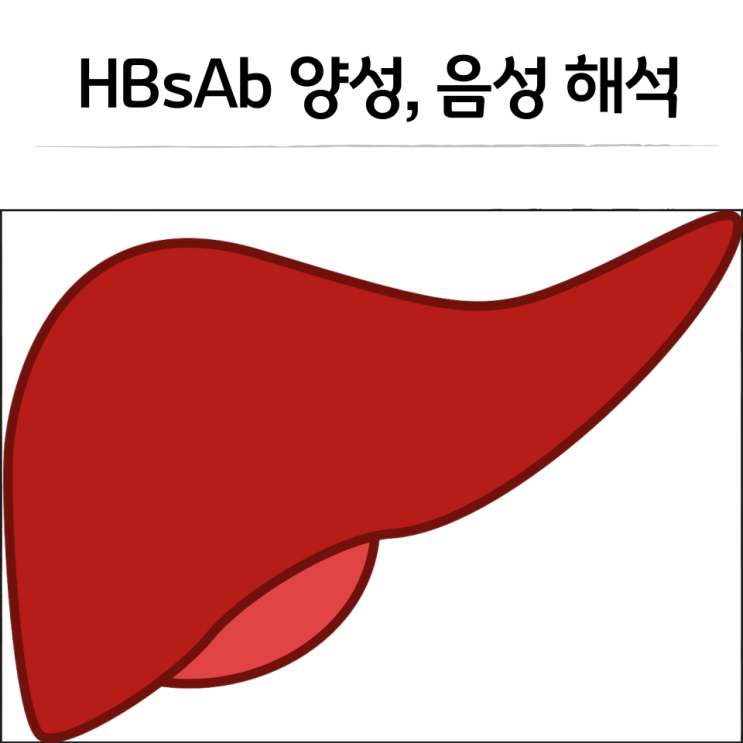 HBsAb 양성, HBsAg 양성 해석 및 임산부 B형간염