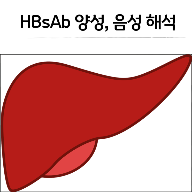  HBsAb 양성, HBsAg 양성 해석 및 임산부 B형간염