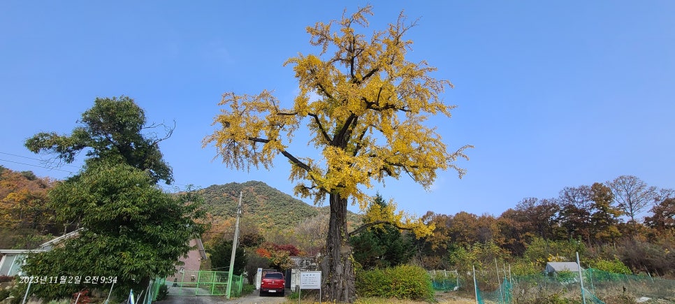 덤바우산 사진 3