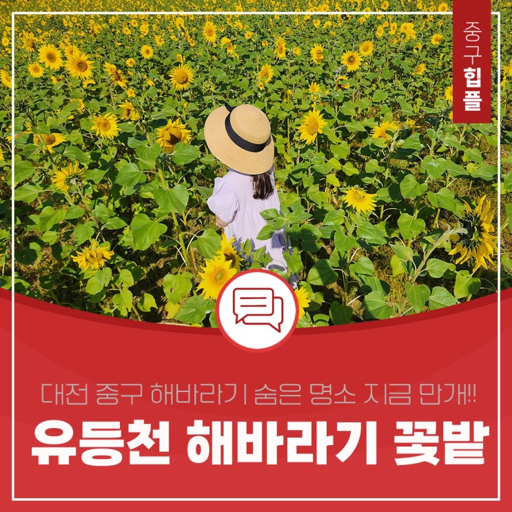 대전 중구 유등천 숨은 명소 해바라기 꽃밭 빨리 다녀가세요. (위치 첨부)