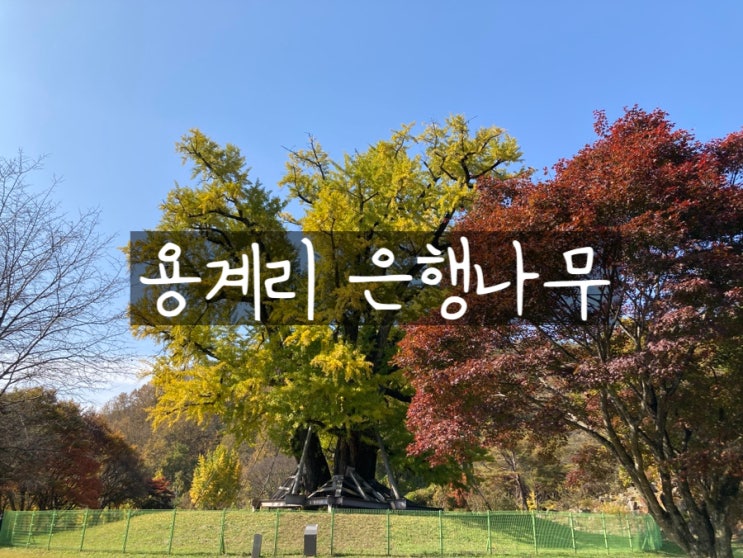 경북 안동 용계리 은행나무 단풍현황