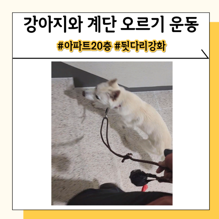 강아지 계단 오르기 운동 추천 뒷다리가 튼튼해져요 강아지 계단 오르기 운동 추천 뒷다리가 튼튼해져요