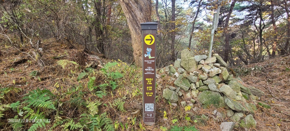 덤바우산 사진 6
