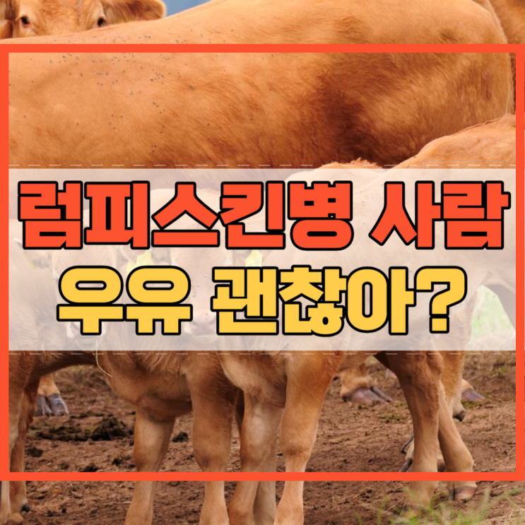  럼피스킨병 사람 우유 괜찮은 거예요?