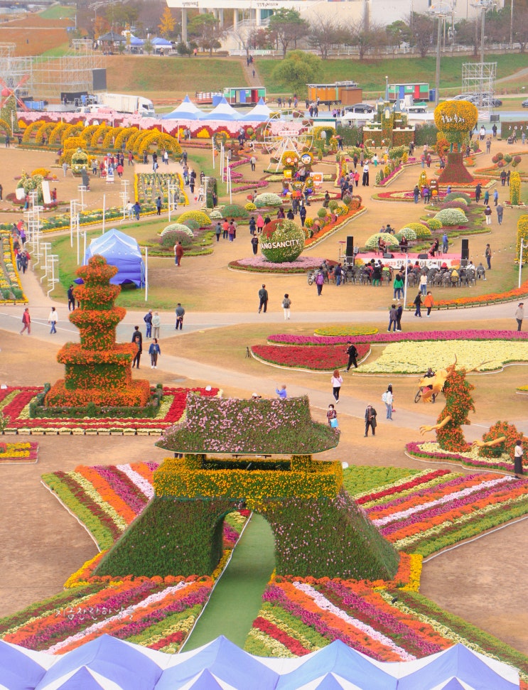 양산국화축제(2023) 부산근교 양산 가볼 만한 곳