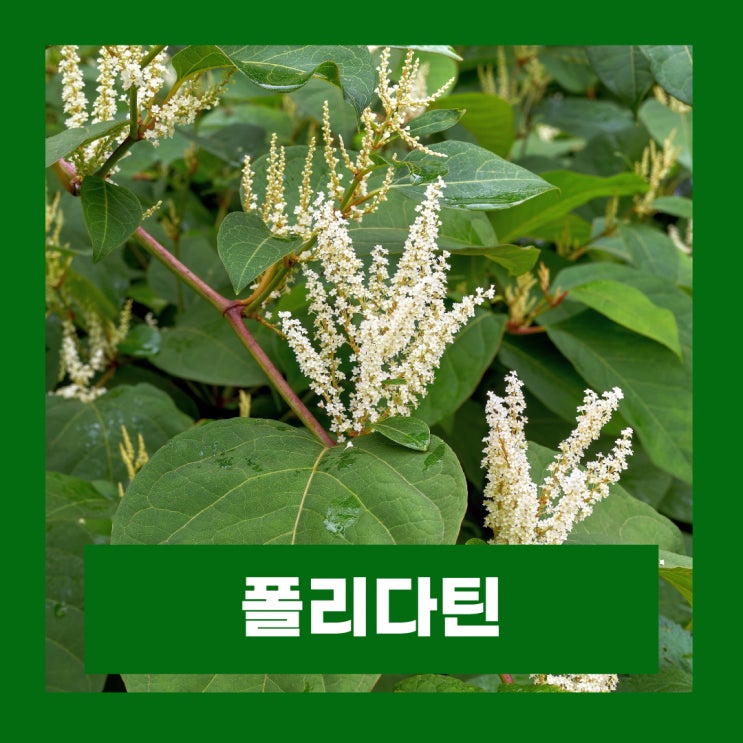  폴리다틴 호장근 추출물 주름개선 화장품 미백크림 효능 성분