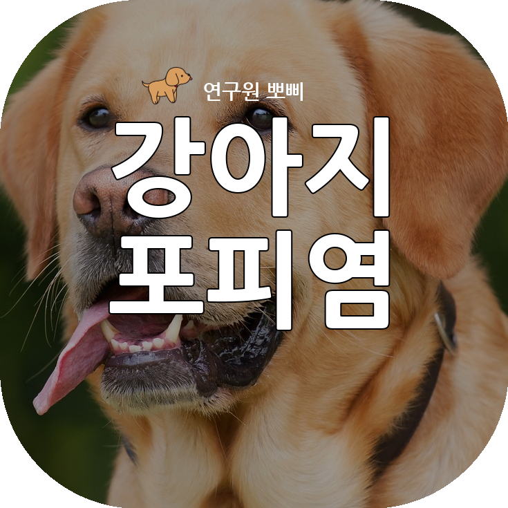  강아지 포피염 증상, 원인과 치료법 총정리