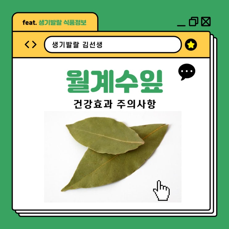 고대로부터 <b>전해진</b> 월계수잎의 건강 효능 알아보기