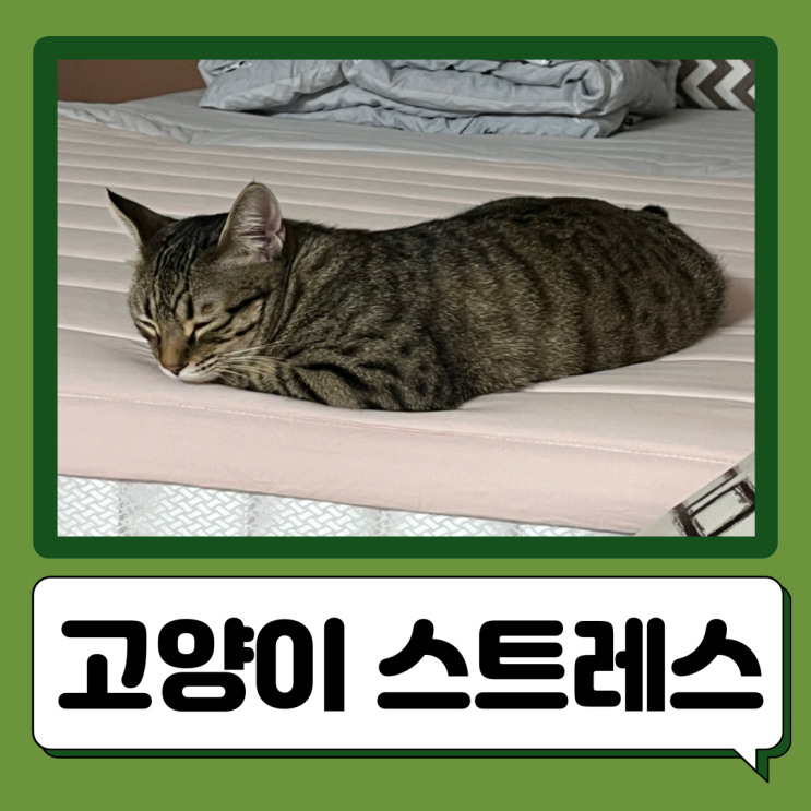  고양이가 스트레스 받을때 행동 대처법