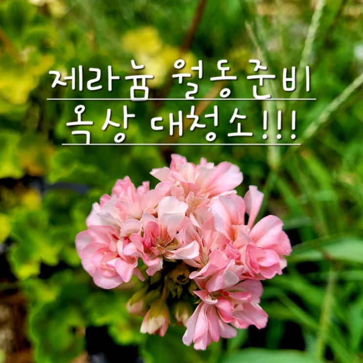  제라늄 월동 준비, 옥상 대청소