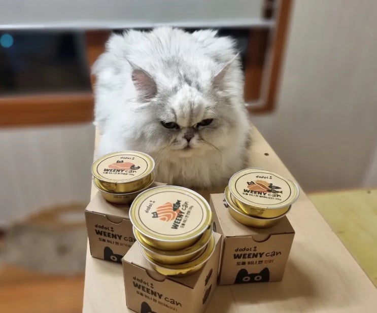  고양이 습식 사료 추천 도돌 위니캔 노령묘도 잘 먹는 영양 캔