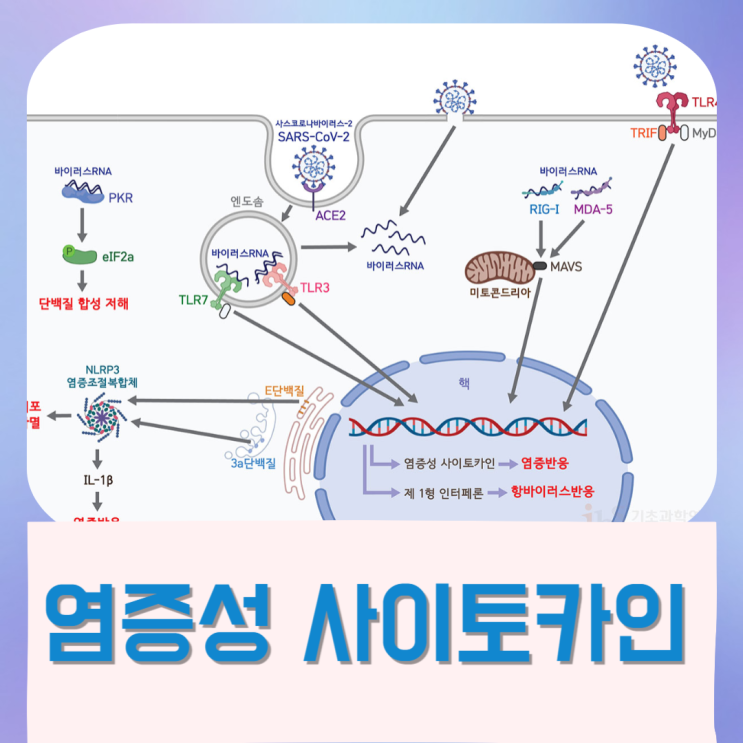  염증성 사이토카인 염증 유발 막는법
