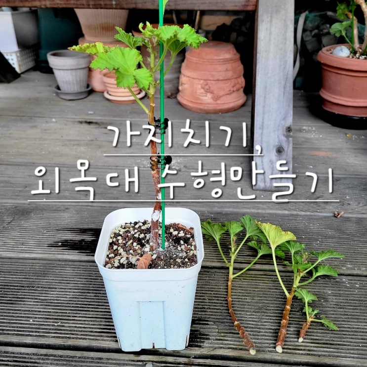  리갈 제라늄가지치기 외목대 수형만들기