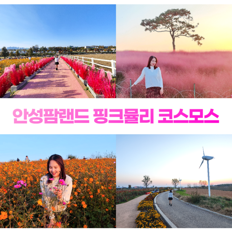 안성팜랜드 핑크뮬리 코스모스 명소 가을 노을 풍경 안성팜랜드 핑크뮬리 코스모스 명소 가을 노을 풍경