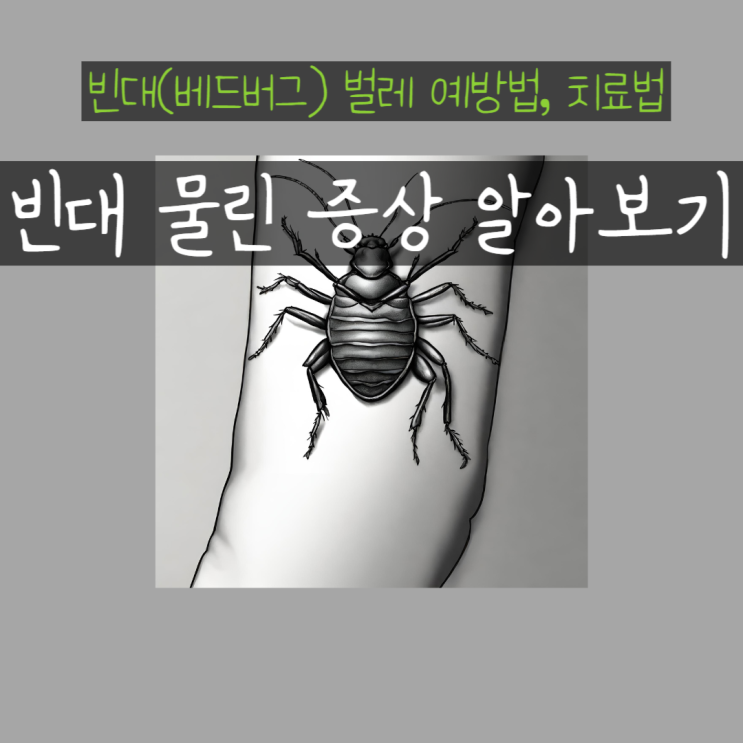  빈대 물린자국 증상 및 잠복기 베드버그 퇴치