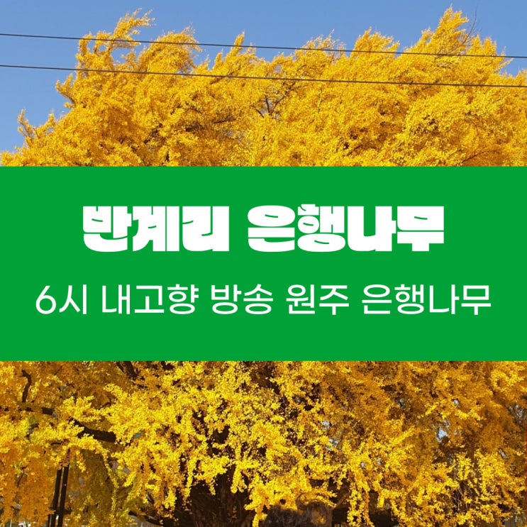  6시 내고향에 방송된 원주 반계리 은행나무 가을 나들이
