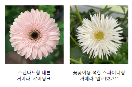 ‘예쁘고 재배 쉽고’ 국산 거베라 꽃 ‘눈길’ ‘예쁘고 재배 쉽고’ 국산 거베라 꽃 ‘눈길’