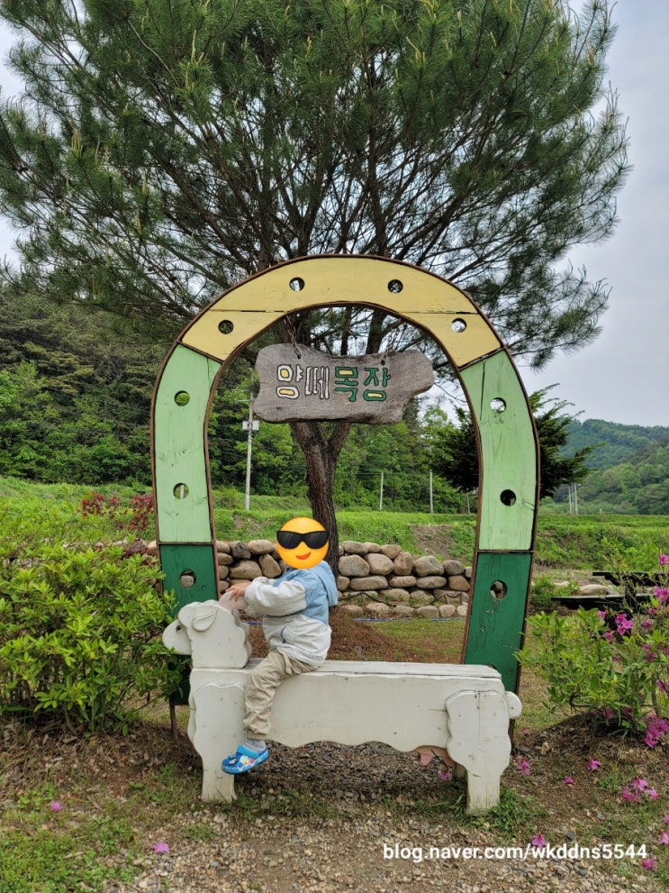  경기도 주변 아이와 놀러가기 좋은 곳 : 양평 양떼목장