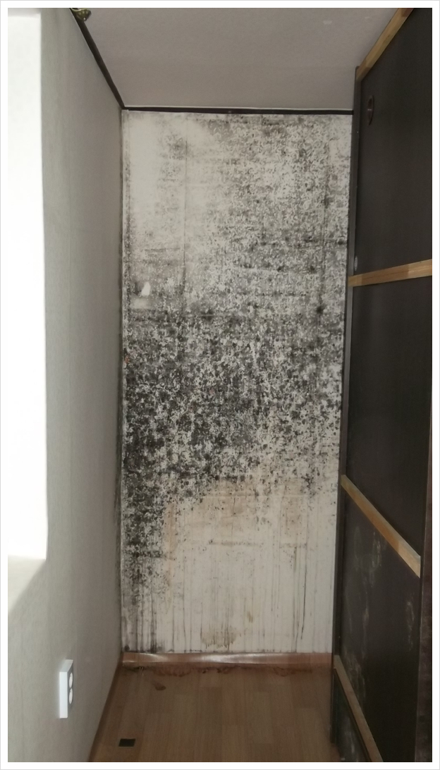  결로? 벽 곰팡이 피해가 이정도 일줄?