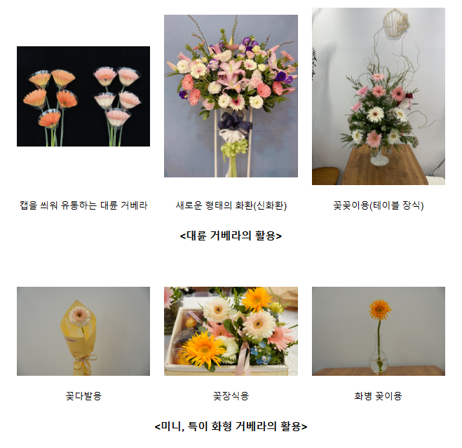 ‘예쁘고 재배 쉽고’ 국산 거베라 꽃 ‘눈길’ ‘예쁘고 재배 쉽고’ 국산 거베라 꽃 ‘눈길’