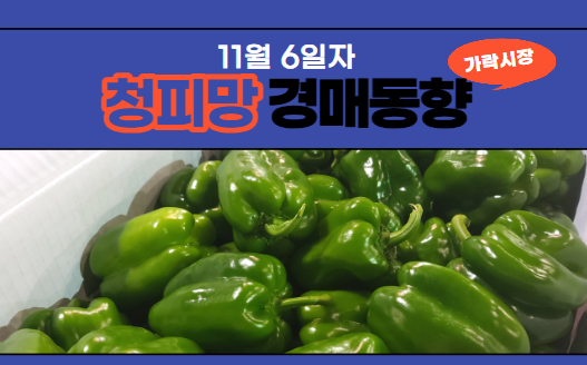  [경매사 일일보고] 11월 6일자 가락시장 청피망 경매동향을 살펴보겠습니다!