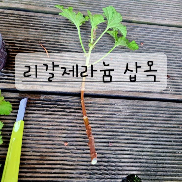  리갈 제라늄 삽목