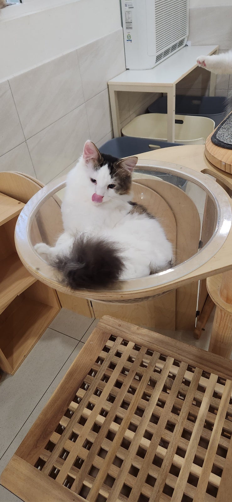 용인고양이카페 아이들과 힐링하기 좋은곳 주말 나들이 고양이카페추천 : 네이버 블로그, image size:739x1600