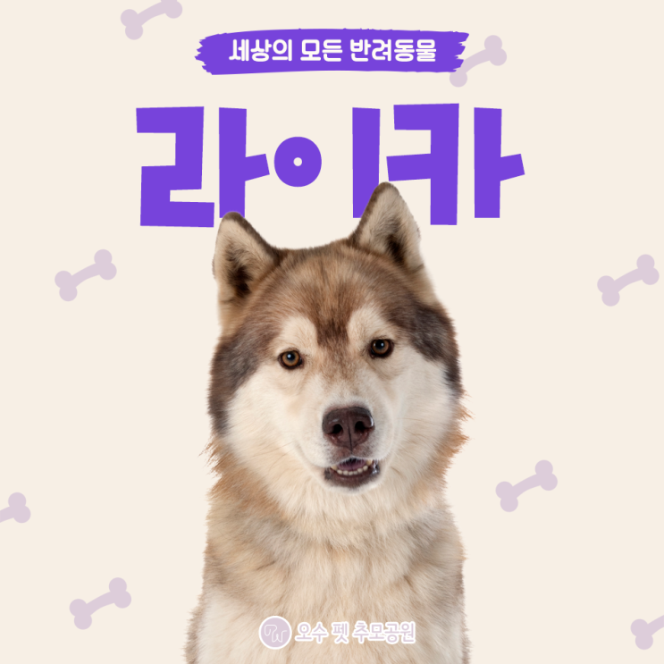 라이카 견종 특징 성격 외모 알려드려요