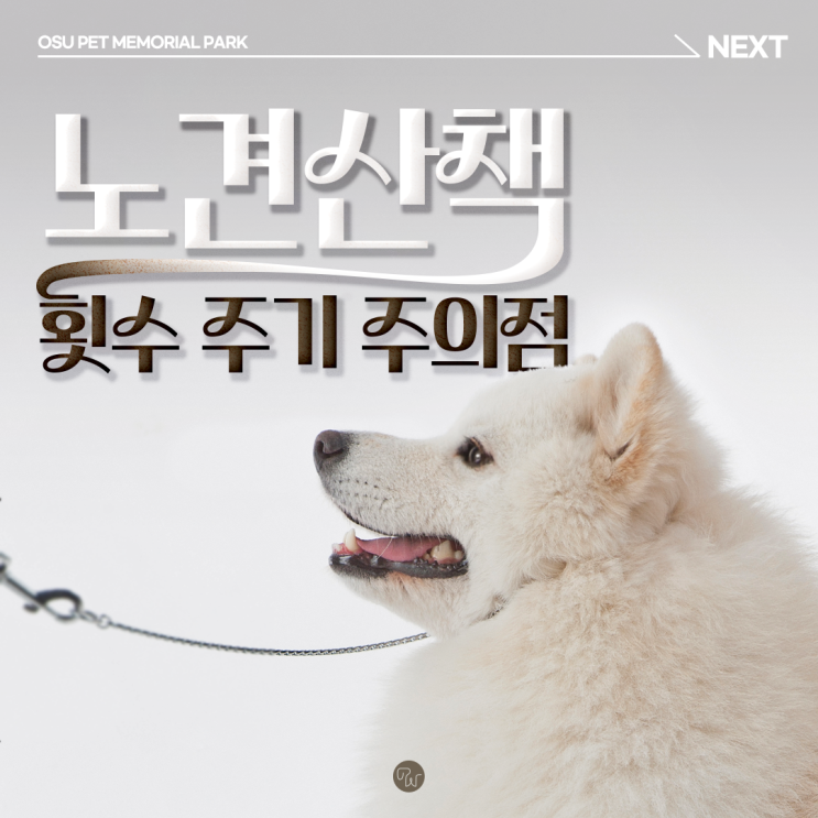  노견산책방법 횟수 주기 주의점 알려드려요