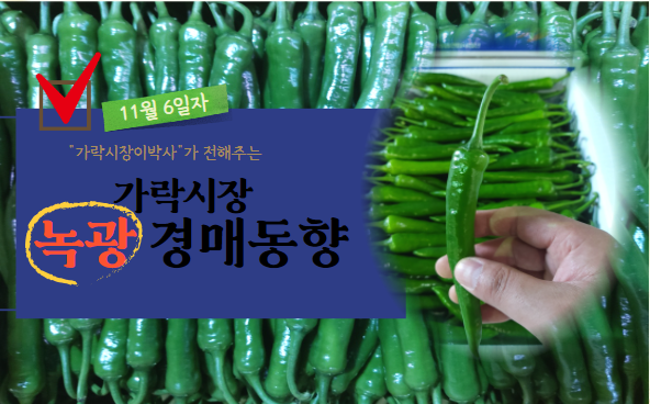  [경매사 일일보고] 11월 6일자 가락시장 녹광 경매동향을 살펴보겠습니다!