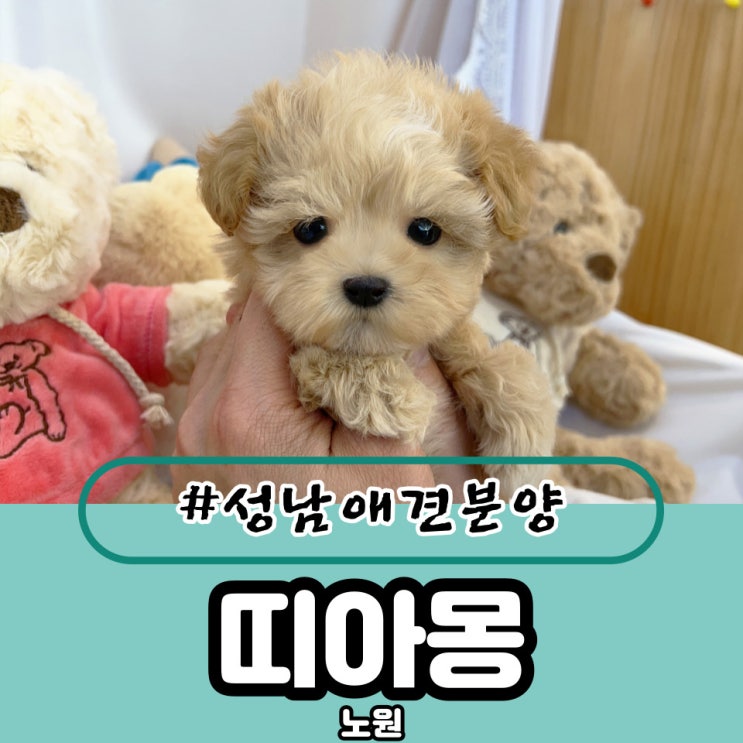  성남애견분양 강아지가 흡족했어