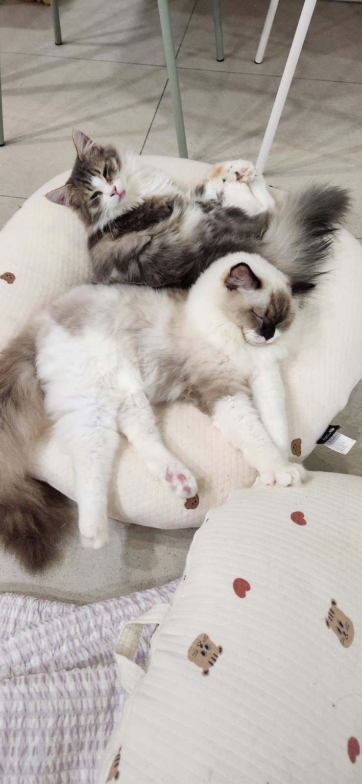 🧡알아두면 쓸모있을 고양이 행동별 감정 15개🧡 냥냥펀치 맞지말고 이거 꼭 알고있어-잇‼🐈 @@나만 고양이 읎지 또... |  TikTok, image size:739x1600