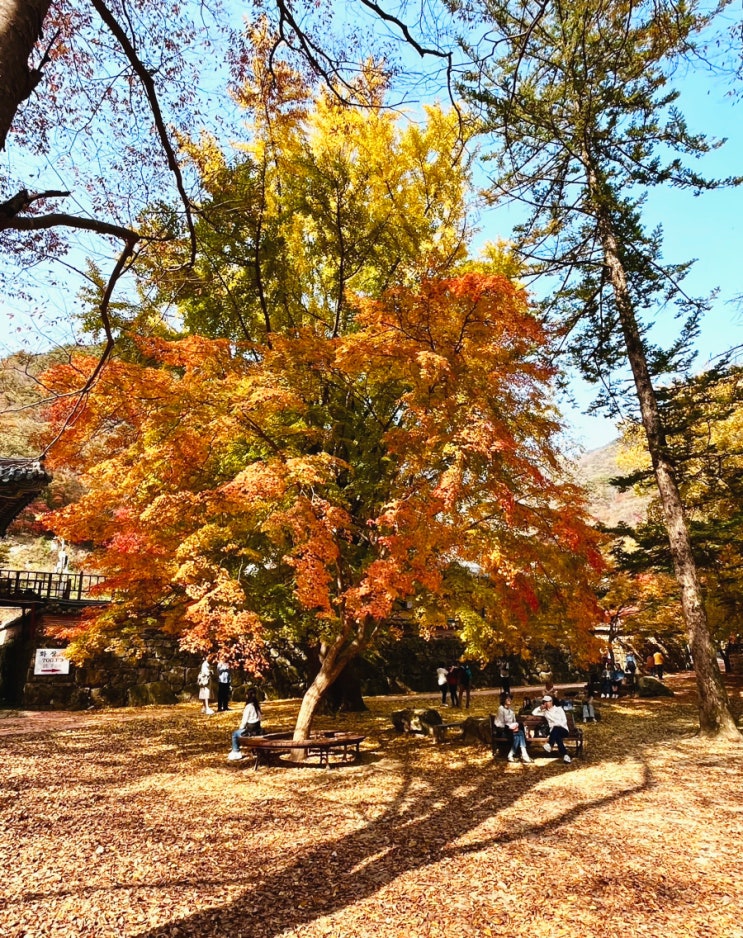  내장산 주차장부터 내장사, 까치봉, 신선봉, 연자봉 찍고 원점회귀 단풍산행(23.11.01), 쉬운 코스 추천 포함