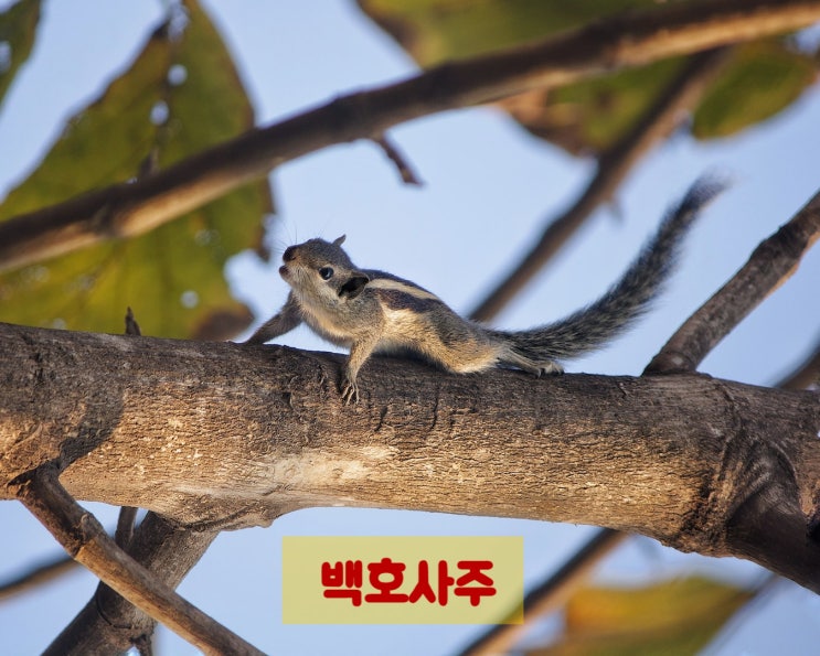  쥐띠생의 병원 방향에 관한 이야기
