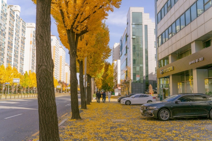  가을 감성 짙은 노랑 아침