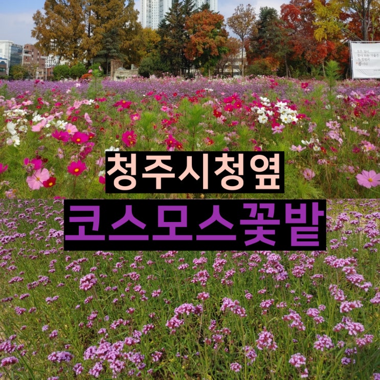 청주 가볼만한 곳 청주시청 옆 코스모스꽃밭 보라색꽃 버베나 버들 마편초 및 김춘추 꽃