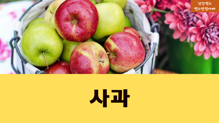 아침에 먹는 사과 종류 부사, 아오리(쓰가루), 홍로 원산지 및 재배지 경북 청송 꿀 사과 | 사과 효능