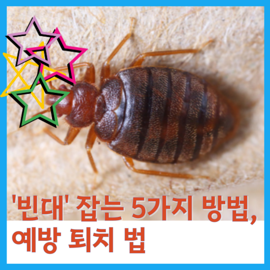  '빈대' 잡는 5가지 방법, 예방 퇴치 방법