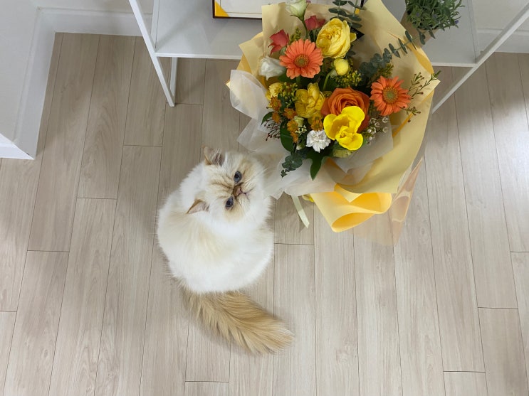 꽃을 좋아하는 고양이