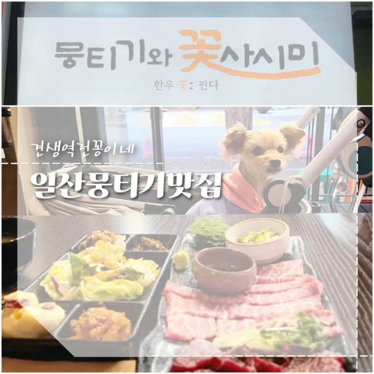  일산 뭉티기 맛집 애견동반식당 뭉티기와 꽃사시미