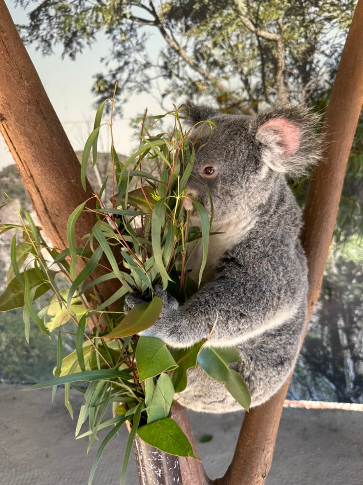 호주 시드니 블루마운틴 시드니동물원 투어(2) : 와일드라이프 시드니동물원, 그룹투어